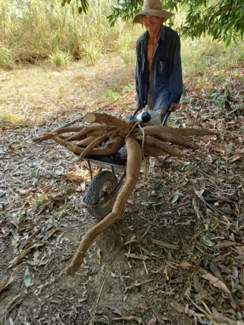 
				
					Agricultor colhe macaxeira com 32 kg em sítio no Sertão
				
				