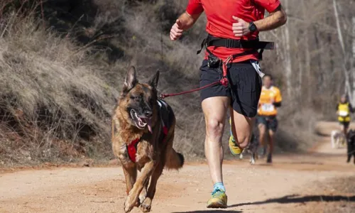
                                        
                                            Esportes com cães: Canicross
                                        
                                        