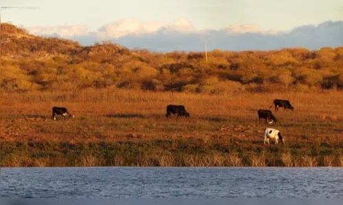 
				
					A caatinga está morrendo: Paraíba tem 45 cidades em risco de desertificação
				
				