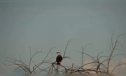 
				
					A caatinga está morrendo: Paraíba tem 45 cidades em risco de desertificação
				
				