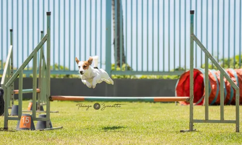 
                                        
                                            Tutor animado, cão desportista!
                                        
                                        