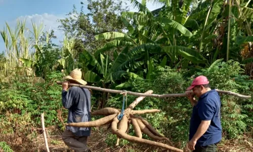 
                                        
                                            Agricultor colhe macaxeira com 32 kg em sítio no Sertão
                                        
                                        