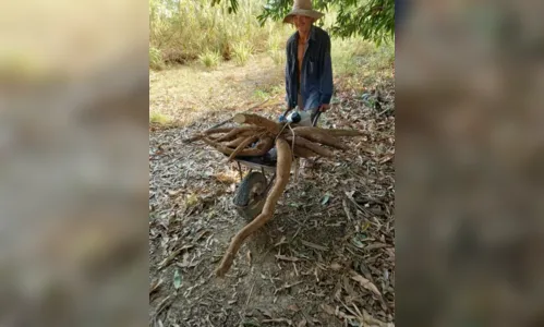 
				
					Agricultor colhe macaxeira com 32 kg em sítio no Sertão
				
				