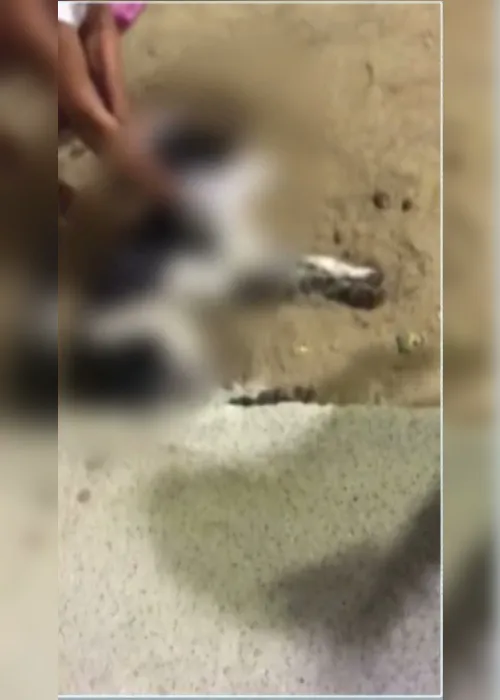 
                                        
                                            Animais morrem vítimas de envenenamento, no Cariri da Paraíba
                                        
                                        