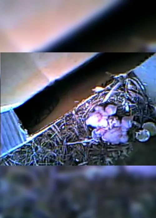 
                                        
                                            Morador flagra ninho de gavião em caixa de ar-condicionado de prédio, em João Pessoa
                                        
                                        