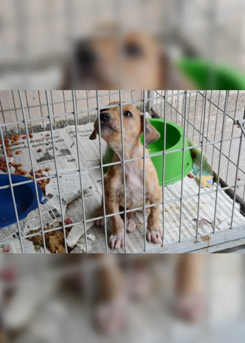
                                        
                                            Bolsonaro sanciona lei que proíbe eutanásia de cães e gatos de rua
                                        
                                        