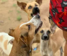 ONG de proteção animal desiste de fechar após campanha de doações