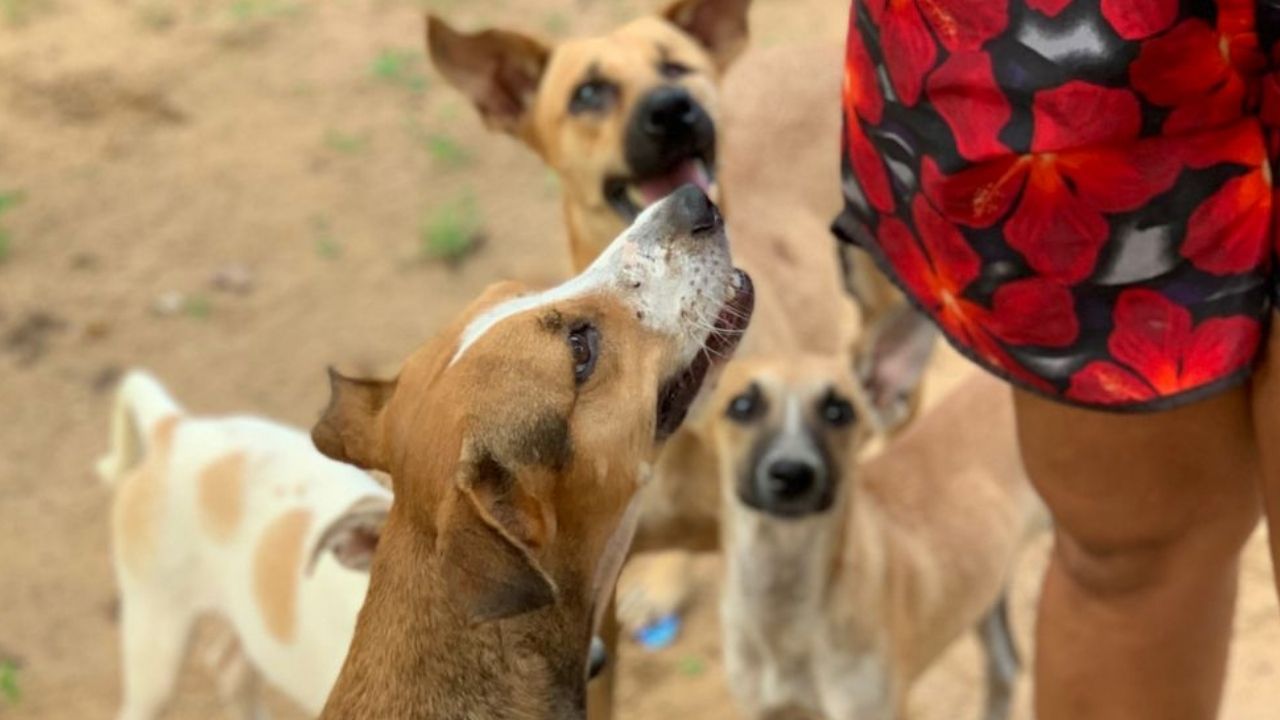 Câmara mantém vetos a Emendas, mas aprova projeto que autoriza Hospital Veterinário em Campina