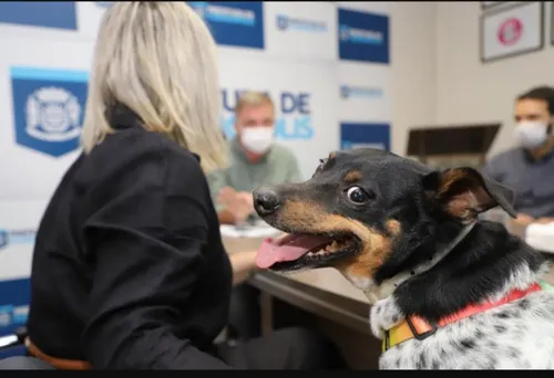 
				
					Leishmaniose: Cadela Many assina projeto de lei que favorece cães carentes
				
				