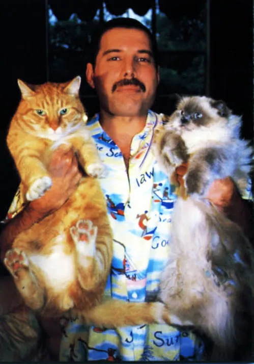 
				
					Os filhos felinos de Freddie Mercury
				
				