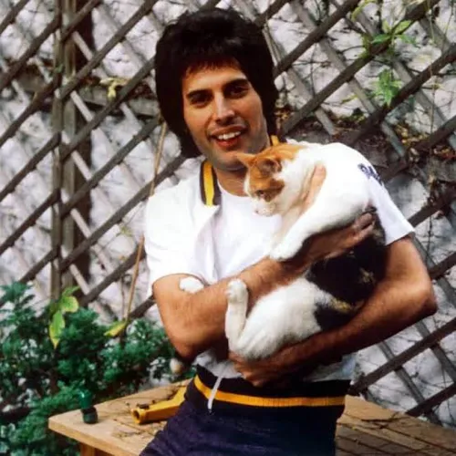 
				
					Os filhos felinos de Freddie Mercury
				
				