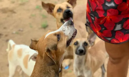 
                                        
                                            ONG de proteção animal desiste de fechar após campanha de doações
                                        
                                        