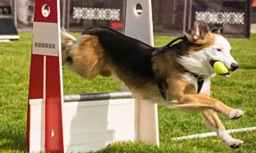 
                                        
                                            Flyball, o esporte que une dois amores caninos: correr e pegar bolinha!
                                        
                                        