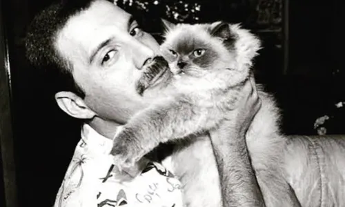 
                                        
                                            Os filhos felinos de Freddie Mercury
                                        
                                        