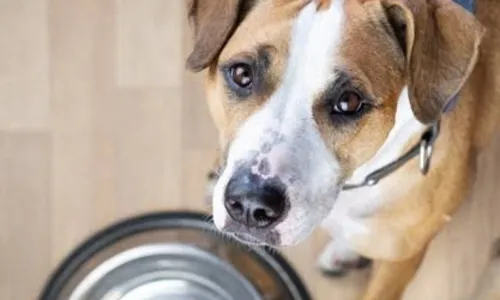 
                                        
                                            Abrigos de animais em João Pessoa pedem socorro para não fechar as portas!
                                        
                                        