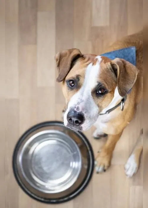 
                                        
                                            Abrigos de animais em João Pessoa pedem socorro para não fechar as portas!
                                        
                                        