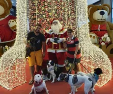 O que vestir (ou NÃO vestir) em nossos pets nas festas de fim de ano