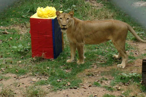 
				
					Animais da Bica, em João Pessoa, recebem alimentos embrulhados como presentes de Natal
				
				