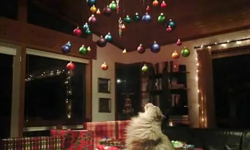 
                                        
                                            Como manter a decoração de Natal em casas com cães e gatos?
                                        
                                        