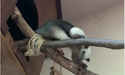 
                                        
                                            Zoológico da Bica recebe quatro tamanduás-mirins, em João Pessoa
                                        
                                        