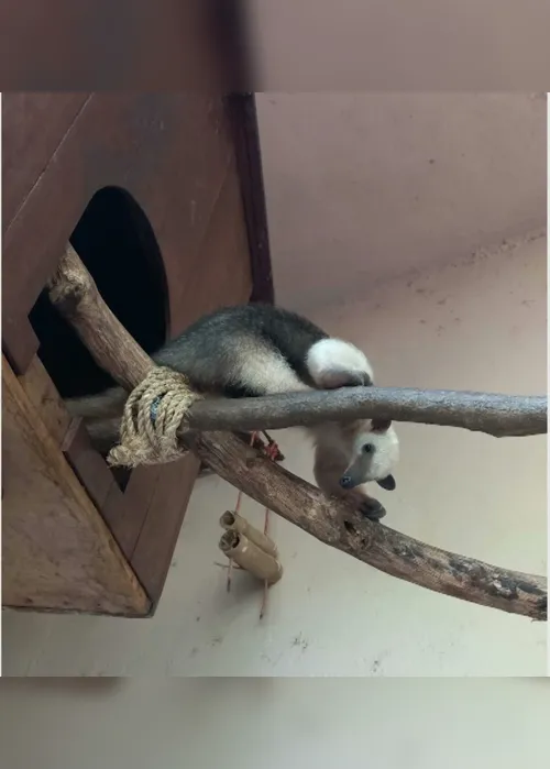 
                                        
                                            Zoológico da Bica recebe quatro tamanduás-mirins, em João Pessoa
                                        
                                        