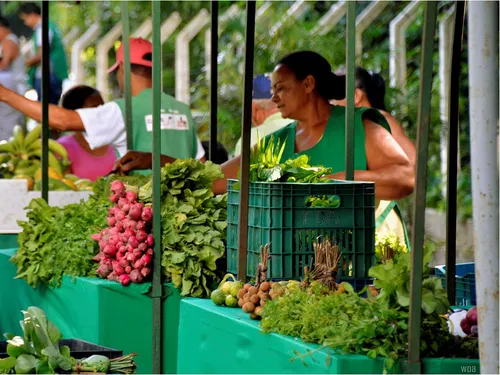 
				
					Feiras agroecológicas e venda de orgânicos em João Pessoa
				
				