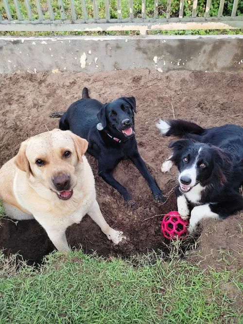 
				
					6 pontos a serem considerados ao escolher a creche do seu cão
				
				