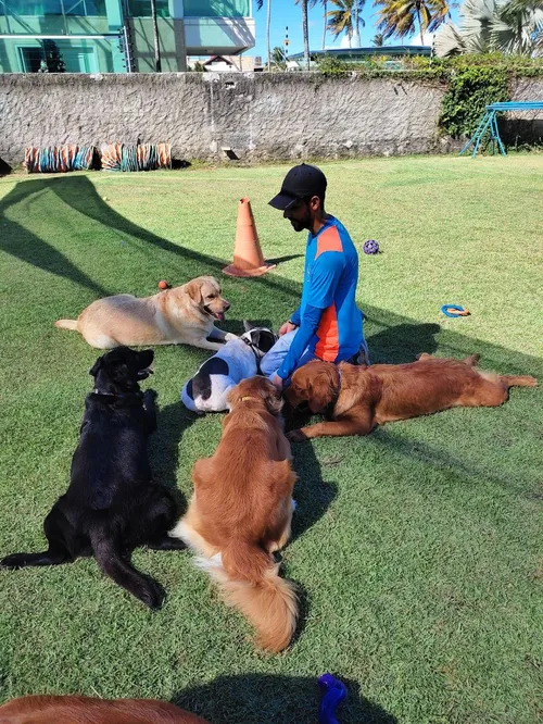 
				
					6 pontos a serem considerados ao escolher a creche do seu cão
				
				