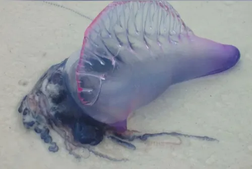 
				
					Bióloga alerta para riscos de caravelas em praias da Paraíba no verão
				
				