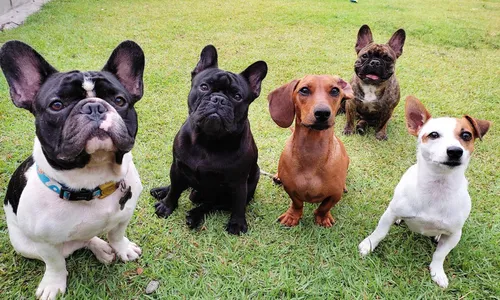 
                                        
                                            6 pontos a serem considerados ao escolher a creche do seu cão
                                        
                                        