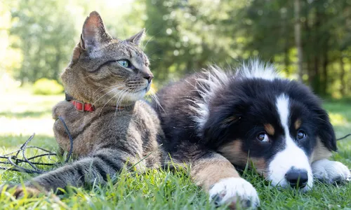 
                                        
                                            CCJ aprova condições para guarda de animais domésticos em casos de separação; entenda
                                        
                                        