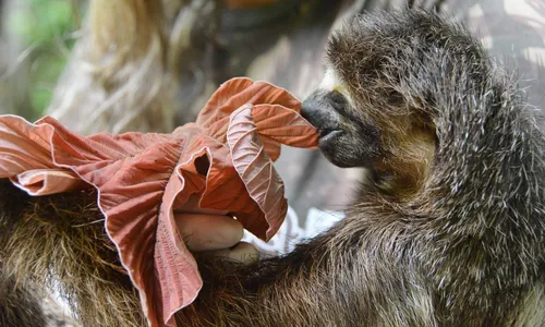 
                                        
                                            Animais recém-nascidos recebem cuidados especiais na Bica, em João Pessoa
                                        
                                        