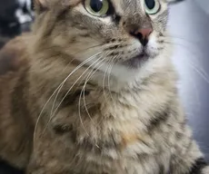 Miaaauu!!! As verdades sobre os gatos que não te contaram!
