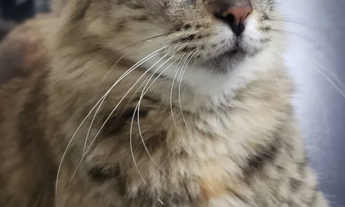 
                                        
                                            Miaaauu!!! As verdades sobre os gatos que não te contaram!
                                        
                                        
