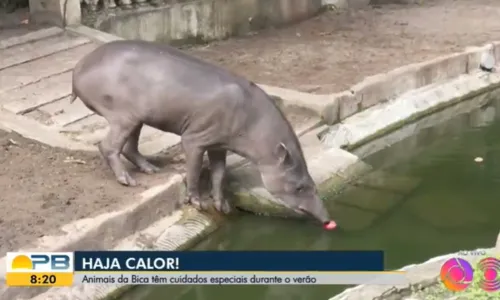 
                                        
                                            Anta Carlos Daniel, do Parque Arruda Câmara (Bica), morre por suspeita de obstrução intestinal
                                        
                                        