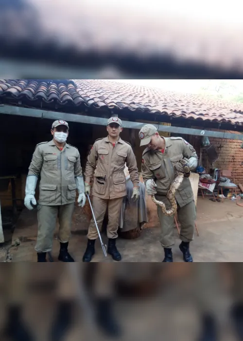 
                                        
                                            Bombeiros resgatam jiboia de 1,2 metro em telhado de residência em Cajazeiras, na PB
                                        
                                        