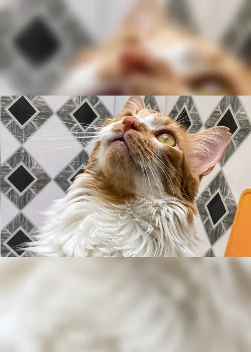 
                                        
                                            Dia Mundial do Gato: vídeo revela mitos que você acreditou sobre os bichanos
                                        
                                        