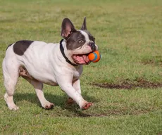 O que devemos saber sobre cães braquicefálicos