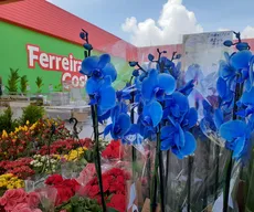 Feira de flores de Holambra acontece durante março, em João Pessoa