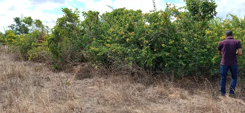 
				
					Projeto regenera 25 hectares de terra degradada na Grande João Pessoa
				
				