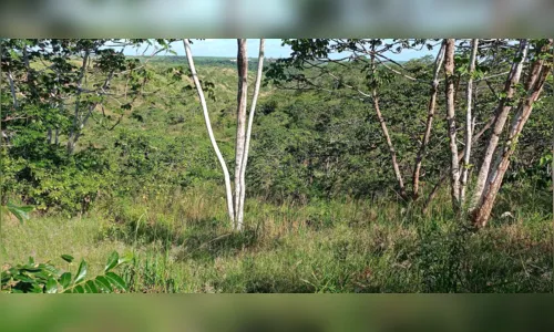 
				
					Projeto regenera 25 hectares de terra degradada na Grande João Pessoa
				
				