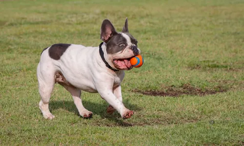 
                                        
                                            O que devemos saber sobre cães braquicefálicos
                                        
                                        