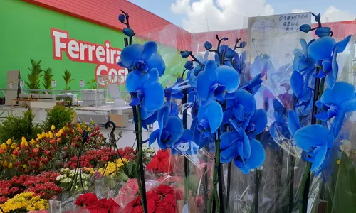 
                                        
                                            Feira de flores de Holambra acontece durante março, em João Pessoa
                                        
                                        