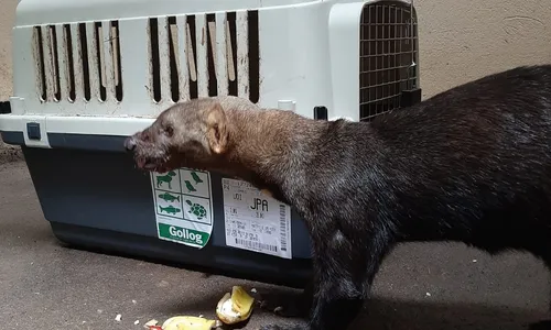 
                                        
                                            Animais novos da Bica vão poder ser visitados em 30 a 40 dias, estima diretor do parque
                                        
                                        