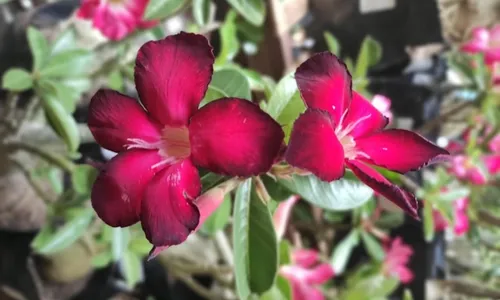 
                                        
                                            Feira conta com opções de rosas do deserto e orquídeas para quem deseja presentear, em João Pessoa
                                        
                                        