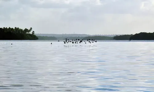 
                                        
                                            Águas de rios da mata atlântica na PB não têm boa qualidade, diz SOS Mata Atlântica
                                        
                                        