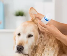 Otite em cães: o que fazer?