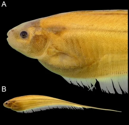 
				
					Cientista da UFPB participa da descoberta de três novas espécies de peixe
				
				