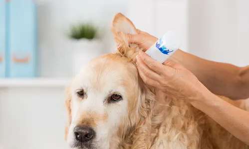 
                                        
                                            Otite em cães: o que fazer?
                                        
                                        