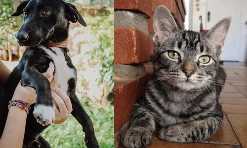 
                                        
                                            Tipos de cachorros e gatos sem raça definida viralizam em rede social
                                        
                                        